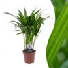 Areca Lutescens - Goudpalm