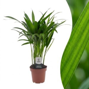 thumbnail_6000-390.jpg Areca Lutescens - Goudpalm