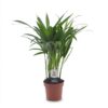 Areca Lutescens - Goudpalm