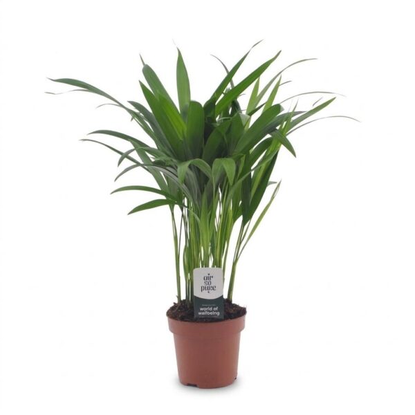 Areca Lutescens - Goudpalm