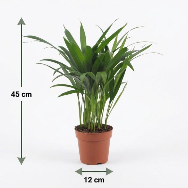 Areca Lutescens - Goudpalm