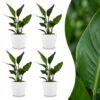 Strelitzia Reginea - Paradijsvogelbloem - 4 Planten - met Potter Wit