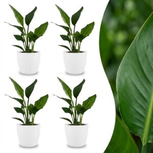 thumbnail_6000-395.jpg Strelitzia Reginea - Paradijsvogelbloem - 4 Planten - met Potter Wit