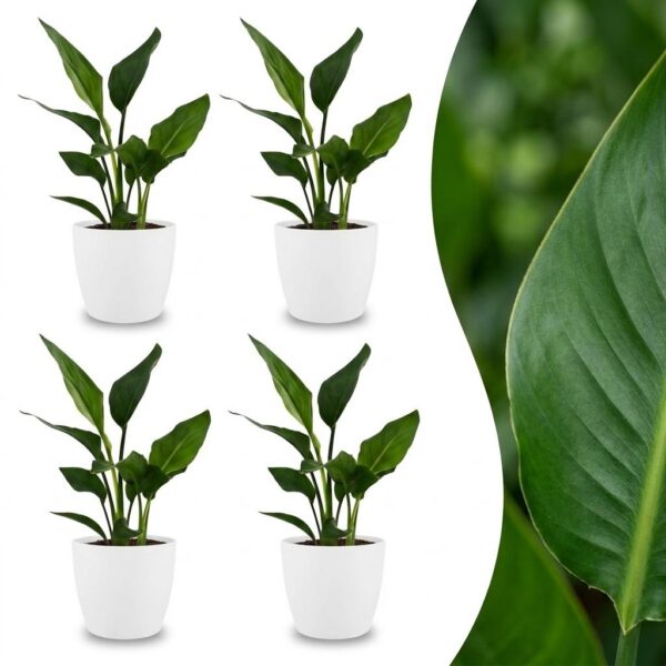 thumbnail_6000-395.jpg Strelitzia Reginea - Paradijsvogelbloem - 4 Planten - met Potter Wit