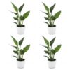 Strelitzia Reginea - Paradijsvogelbloem - 4 Planten - met Potter Wit
