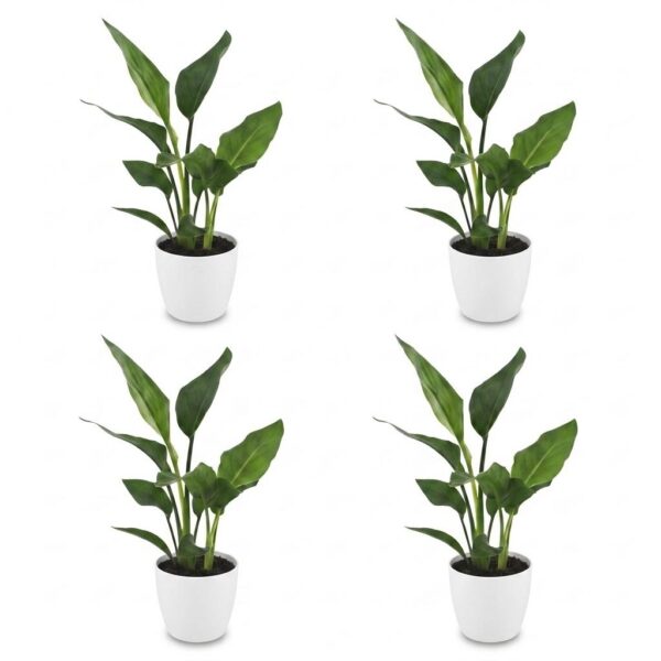 thumbnail_6000-396.jpg Strelitzia Reginea - Paradijsvogelbloem - 4 Planten - met Potter Wit