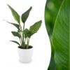 Strelitzia Reginea - Paradijsvogelbloem - met Potter Wit