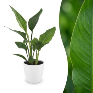thumbnail_6000-40.jpg Strelitzia Reginea - Paradijsvogelbloem - met Potter Wit