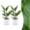 Strelitzia Reginea - Paradijsvogelbloem - 2 Planten - met Potter Wit