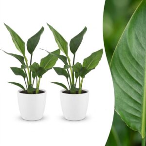 thumbnail_6000-400.jpg Strelitzia Reginea - Paradijsvogelbloem - 2 Planten - met Potter Wit