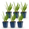 Agapanthus africanus - Afrikaanse Lelie - Bijen en Vlinderlokkers - Blauw - 6 Planten