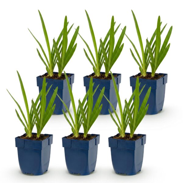 thumbnail_6000-4003.jpg Agapanthus africanus - Afrikaanse Lelie - Bijen en Vlinderlokkers - Blauw - 6 Planten