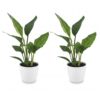 Strelitzia Reginea - Paradijsvogelbloem - 2 Planten - met Potter Wit