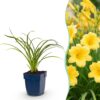 Hemerocallis Stella d'Oro - Daglelie - Bijen en Vlinderlokkers - Geel - 3 Planten