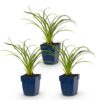 Hemerocallis Stella d'Oro - Daglelie - Bijen en Vlinderlokkers - Geel - 3 Planten