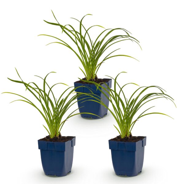 thumbnail_6000-4015.jpg Hemerocallis Stella d'Oro - Daglelie - Bijen en Vlinderlokkers - Geel - 3 Planten