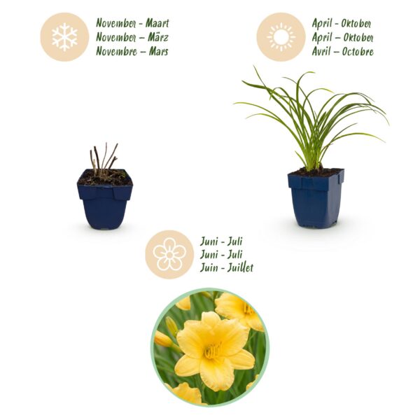 thumbnail_6000-4017.jpg Hemerocallis Stella d'Oro - Daglelie - Bijen en Vlinderlokkers - Geel - 3 Planten