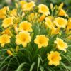 Hemerocallis Stella d'Oro - Daglelie - Bijen en Vlinderlokkers - Geel - 3 Planten