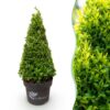 Buxus Pyramide - BetterBuxus Skylight - Resistant tegen de Buxus Schimmel