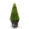 Buxus Pyramide - BetterBuxus Skylight - Resistant tegen de Buxus Schimmel