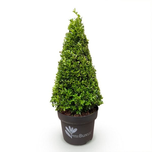 Buxus Pyramide - BetterBuxus Skylight - Resistant tegen de Buxus Schimmel