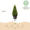 Buxus Pyramide - BetterBuxus Skylight - Resistant tegen de Buxus Schimmel