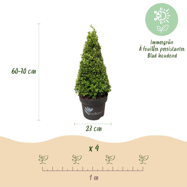Buxus Pyramide - BetterBuxus Skylight - Resistant tegen de Buxus Schimmel