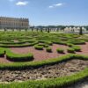 Buxus Pyramide - BetterBuxus Skylight - Resistant tegen de Buxus Schimmel