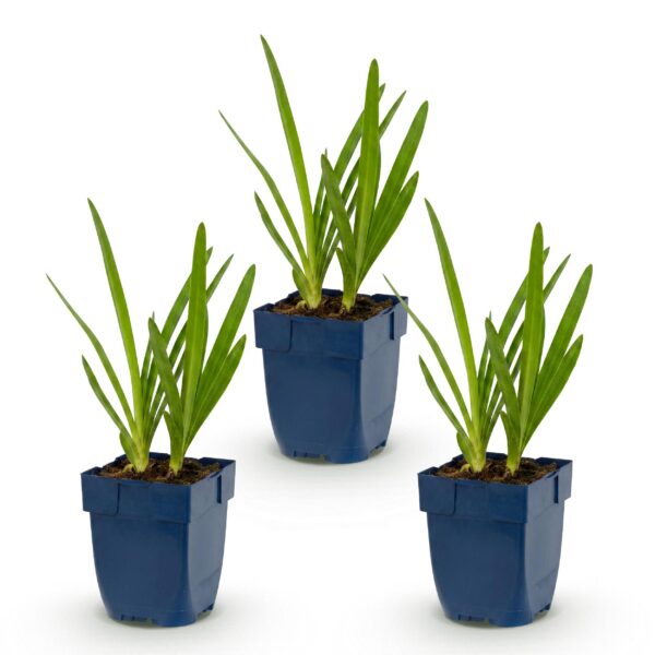 thumbnail_6000-4099.jpg Agapanthus africanus - Afrikaanse Lelie - Bijen en Vlinderlokkers - Blauw - 3 Planten