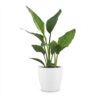 Strelitzia Reginea - Paradijsvogelbloem - met Potter Wit