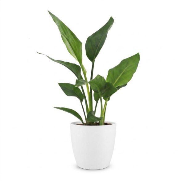 thumbnail_6000-41.jpg Strelitzia Reginea - Paradijsvogelbloem - met Potter Wit