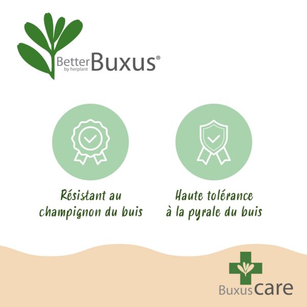 Buxus Pyramide - BetterBuxus Skylight - Resistant tegen de Buxus Schimmel