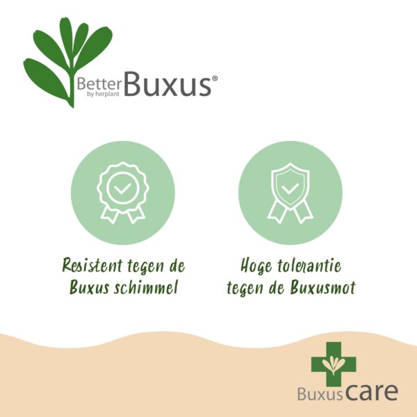 Buxus Pyramide - BetterBuxus Skylight - Resistant tegen de Buxus Schimmel