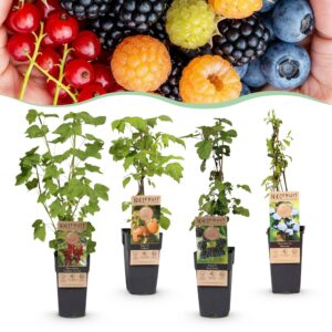 thumbnail_6000-4122.jpg Ribes -Rubes-Vaccinium Mix - Rainbow - Winterhard - Rode Bes - Zwarte Braam - Gele Framboos - Blauwe Bes - 4 Planten
