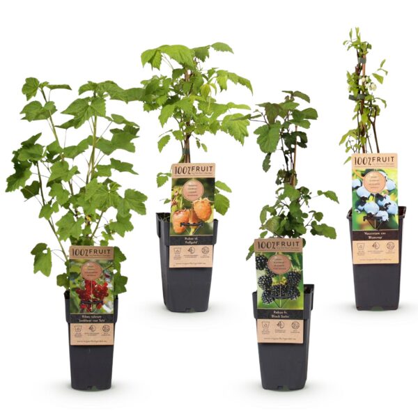 Ribes -Rubes-Vaccinium Mix - Rainbow - Winterhard - Rode Bes - Zwarte Braam - Gele Framboos - Blauwe Bes - 4 Planten