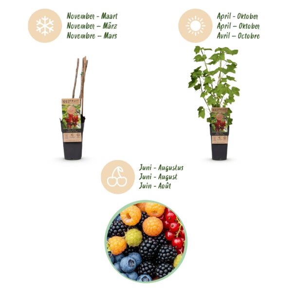 Ribes -Rubes-Vaccinium Mix - Rainbow - Winterhard - Rode Bes - Zwarte Braam - Gele Framboos - Blauwe Bes - 4 Planten