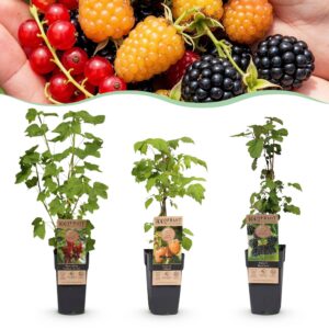 thumbnail_6000-4132.jpg Ribes-Rubes Mix - Tricolour - Winterhard - Rode Bes - Zwarte Braam - Gele Framboos - 3 Planten