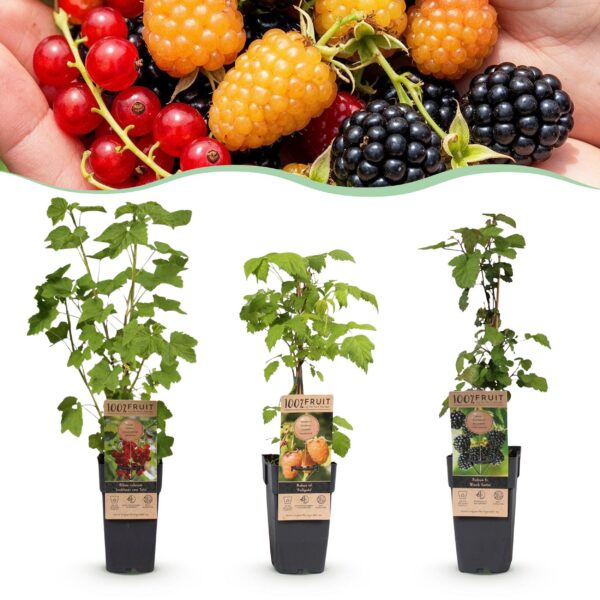 thumbnail_6000-4132.jpg Ribes-Rubes Mix - Tricolour - Winterhard - Rode Bes - Zwarte Braam - Gele Framboos - 3 Planten