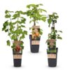 Ribes-Rubes Mix - Tricolour - Winterhard - Rode Bes - Zwarte Braam - Gele Framboos - 3 Planten