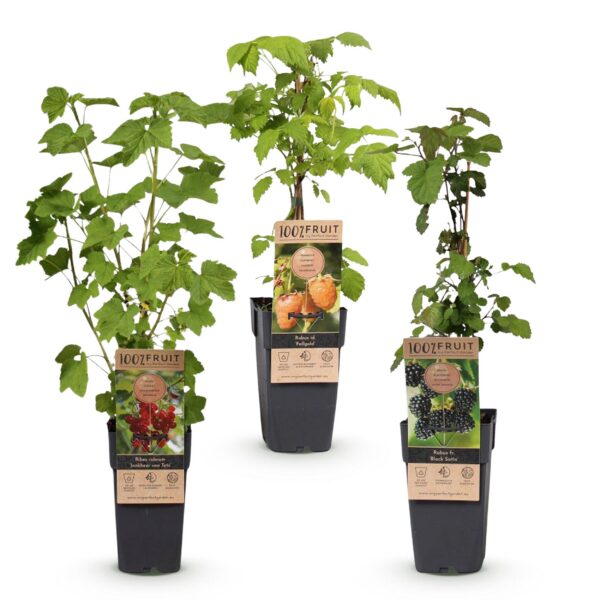 thumbnail_6000-4133.jpg Ribes-Rubes Mix - Tricolour - Winterhard - Rode Bes - Zwarte Braam - Gele Framboos - 3 Planten