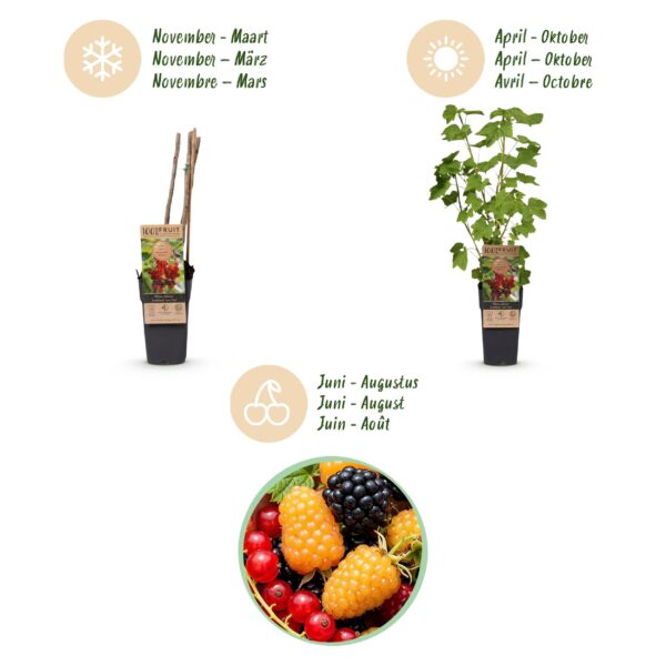 thumbnail_6000-4135.jpg Ribes-Rubes Mix - Tricolour - Winterhard - Rode Bes - Zwarte Braam - Gele Framboos - 3 Planten