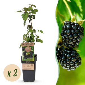 thumbnail_6000-4143.jpg Rubus fruticosus Black Satin - Bramenplant - Winterhard - Zwarte Braam - 2 Planten