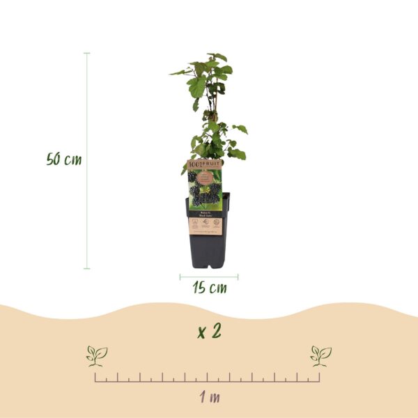 Rubus fruticosus Black Satin - Bramenplant - Winterhard - Zwarte Braam - 2 Planten