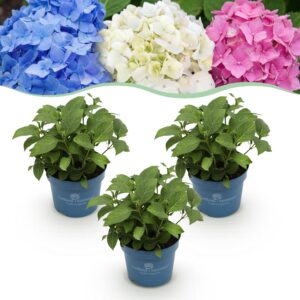 thumbnail_6000-4165.jpg Hydrangea Endless Summer Blue - Pink - White - Hortensia - Winterhard - Blauw - Roze - Wit - 3 Planten