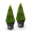 Buxus Pyramide - BetterBuxus Skylight - Resistant tegen de Buxus Schimmel - 2 Planten