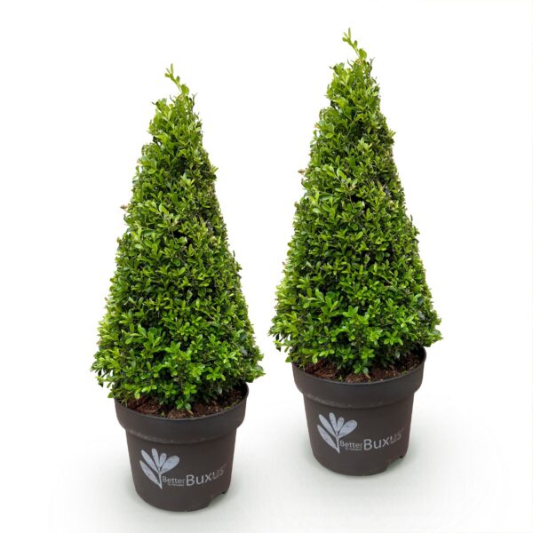 Buxus Pyramide - BetterBuxus Skylight - Resistant tegen de Buxus Schimmel - 2 Planten