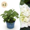 Hydrangea Endles Summer The Bride - Hortensia - Winterhard - Wit - 2 Planten
