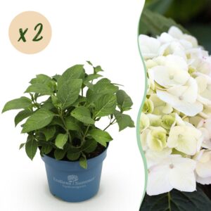Hydrangea Endles Summer The Bride - Hortensia - Winterhard - Wit - 2 Planten