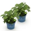 Hydrangea Endles Summer The Bride - Hortensia - Winterhard - Wit - 2 Planten