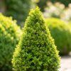 Buxus Pyramide - BetterBuxus Skylight - Resistant tegen de Buxus Schimmel - 2 Planten